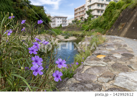 小川と紫の花が彩る散策路での穏やかな日常風景 小川と紫の花が彩る散策路での穏やかな日常風景 142992612