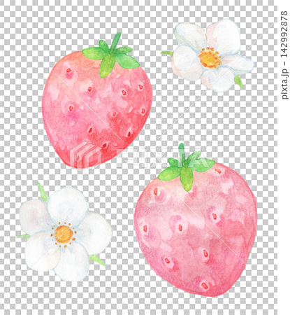 A watercolor illustration of strawberries and flowers. A watercolor illustration of strawberries and flowers. 142992878