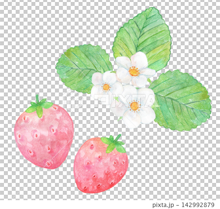 Illustration of strawberry drawn in watercolor Illustration of strawberry drawn in watercolor 142992879