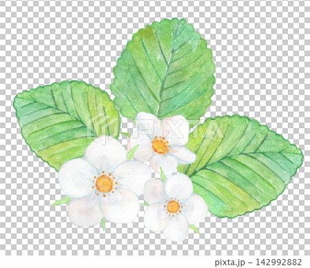 一幅草莓和花的水彩插圖 一幅草莓和花的水彩插圖 142992882