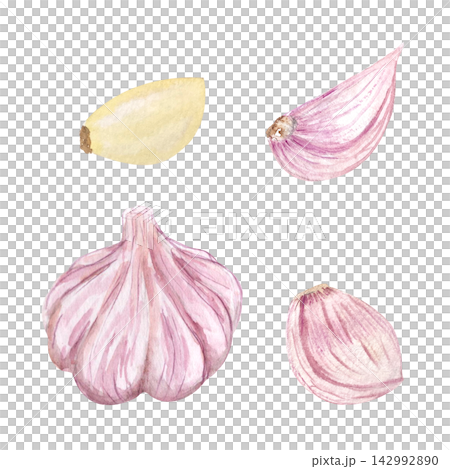 Watercolor whole garlic bulb and separate cloves isolated on white. Hand painted vegetable illustration ideal for food packaging, cookbooks, recipe cards, menus, grocery branding and culinary design Watercolor whole garlic bulb and separate cloves isolated on white. Hand painted vegetable illustration ideal for food packaging, cookbooks, recipe cards, menus, grocery branding and culinary design 142992890