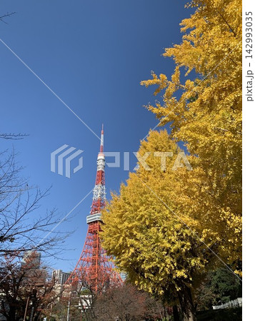 秋晴れの空に映える東京タワーと大イチョウ 秋晴れの空に映える東京タワーと大イチョウ 142993035