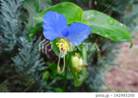 露草 露草 142993200