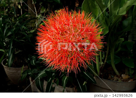 Exotic Blood Lily (Scadoxus multiflorus) in full bloom, vibrant crimson red spherical flower Exotic Blood Lily (Scadoxus multiflorus) in full bloom, vibrant crimson red spherical flower 142993626