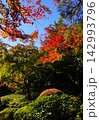 青空に映える紅葉と緑のグラデーションの日本庭園 142993796