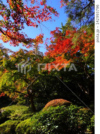 青空に映える紅葉と緑のグラデーションの日本庭園 青空に映える紅葉と緑のグラデーションの日本庭園 142993796