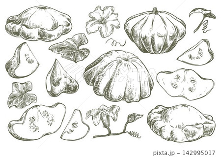 Whole pattypan squash, leaves and flowers on the plant. Hand drawn sketch. Vector line art clipart set of scallop squash. Outline drawing of a summer vegetable. Retro illustration in engraving style. 142995017