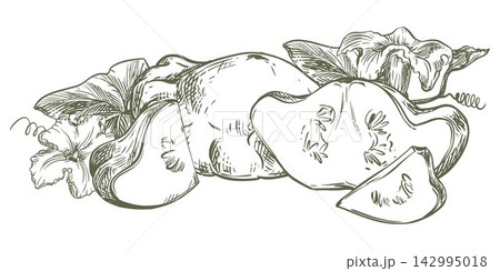 A whole pattypan squash and slices lie on a table. Hand drawn image. Vector clipart of scallop squash. Line drawing of a summer vegetable. Retro style illustration imitating an engraving technique. 142995018