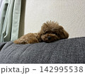 ソファーでくつろぐトイプードル 142995538