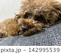 ソファでくつろぐトイプードルの顔 142995539
