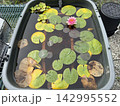 睡蓮の花と色鮮やかな葉 142995552