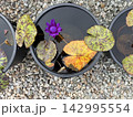 睡蓮の花と色鮮やかな葉 142995554