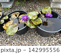 睡蓮の花と色鮮やかな葉 142995556