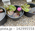 鉢で育てる睡蓮の花 142995558