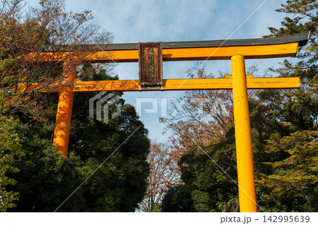 川越氷川神社の巨大な大鳥居。川越市、埼玉県、日本 142995639
