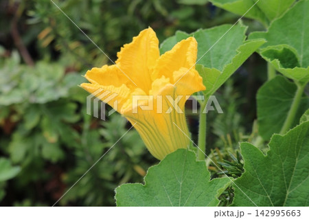黄色いカボチャの花 142995663