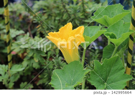黄色いカボチャの花 黄色いカボチャの花 142995664