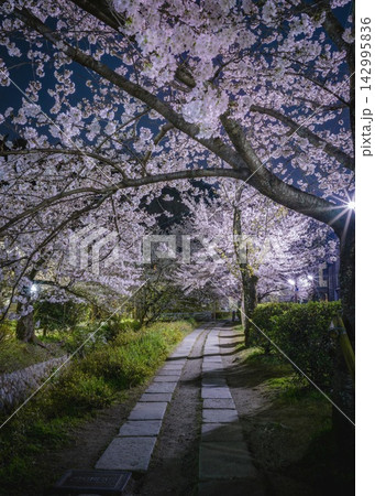 哲学の小径 縦構図で見る夜桜のトンネル 哲学の小径 縦構図で見る夜桜のトンネル 142995836