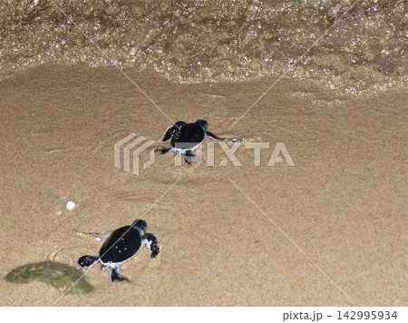 海がめの赤ちゃんの孵化 海がめの赤ちゃんの孵化 142995934