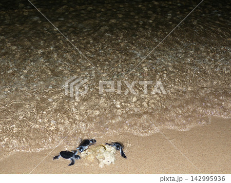海がめの赤ちゃんの孵化 海がめの赤ちゃんの孵化 142995936