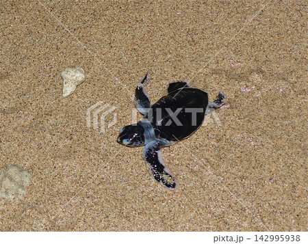 海がめの赤ちゃんの孵化 海がめの赤ちゃんの孵化 142995938