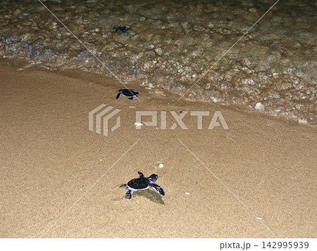 海がめの赤ちゃんの孵化 海がめの赤ちゃんの孵化 142995939