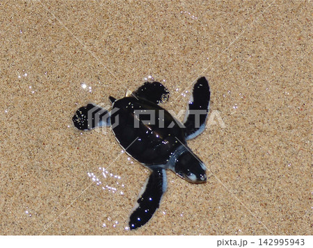 海がめの赤ちゃんの孵化 142995943