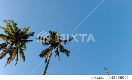 Green Palm Tops Against Clear Blue Sky 142996095
