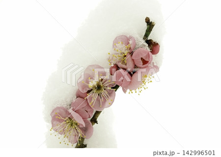 冠雪したウメの花 冠雪したウメの花 142996501