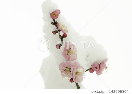 冠雪したウメの花 冠雪したウメの花 142996504