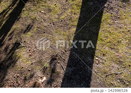 苔の土道に散らばるどんぐりと木の影 苔の土道に散らばるどんぐりと木の影 142996526