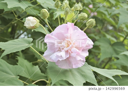 酔芙蓉 酔芙蓉 142996569