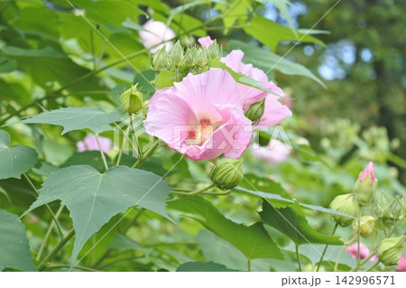 芙蓉 芙蓉 142996571