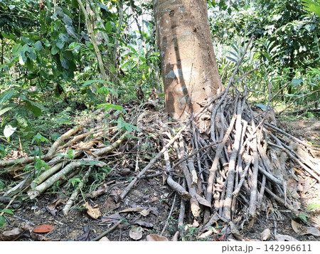 Stack of dry firewood branches gathered near large tree trunk in forest garden. 142996611