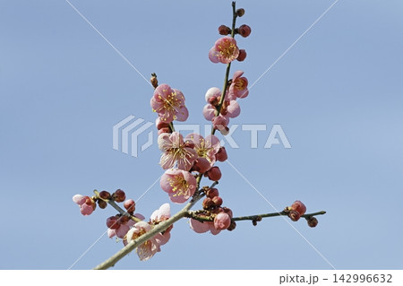 ウメの花 ウメの花 142996632