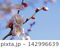 ウメの花 142996639