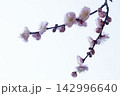 ウメの花 142996640