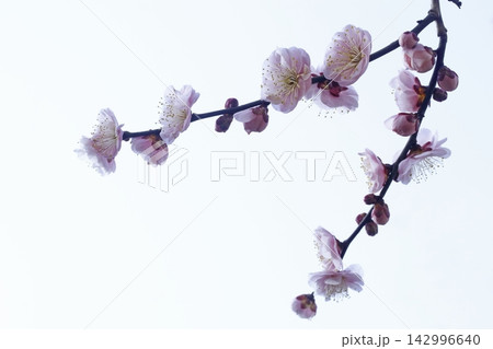 ウメの花 142996640