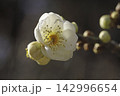 ウメの花 142996654