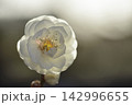 ウメの花 142996655