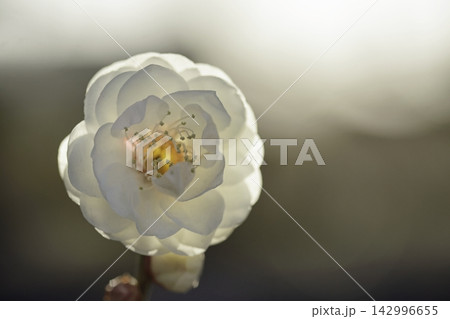 ウメの花 142996655