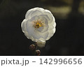ウメの花 142996656