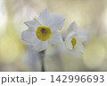 スイセン 142996693