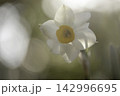 スイセン 142996695