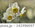 スイセン 142996697