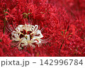 赤い彼岸花の群生に咲く白い彼岸花　茨城県常陸太田市・源氏川 142996784