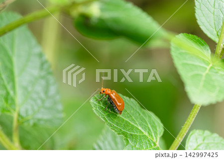 鮮やかなオレンジ色の甲虫ウリハムシ 142997425
