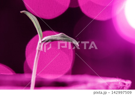 Macro Seedling Sprout with Pink Bokeh Botanical Background 142997509