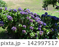 薄い紫色の花はストックの白色の紫の小さい花 142997517