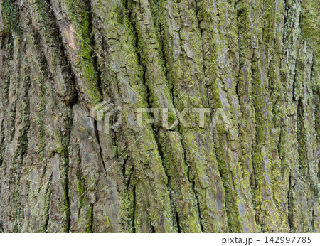 Old bark tree texture. Natural wood surface pattern, old tree skin Old bark tree texture. Natural wood surface pattern, old tree skin 142997785